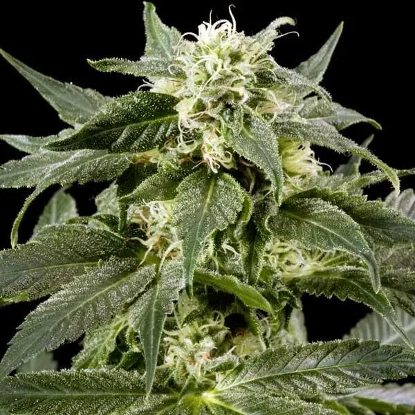 Himalaya Gold — imagen 3