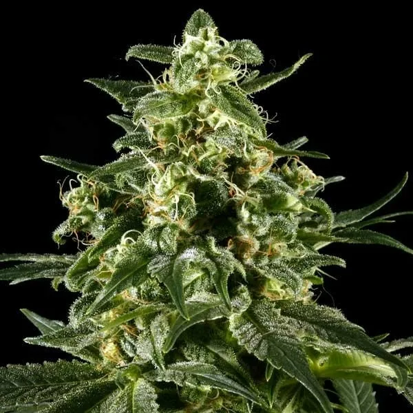 Himalaya Gold — imagen 4