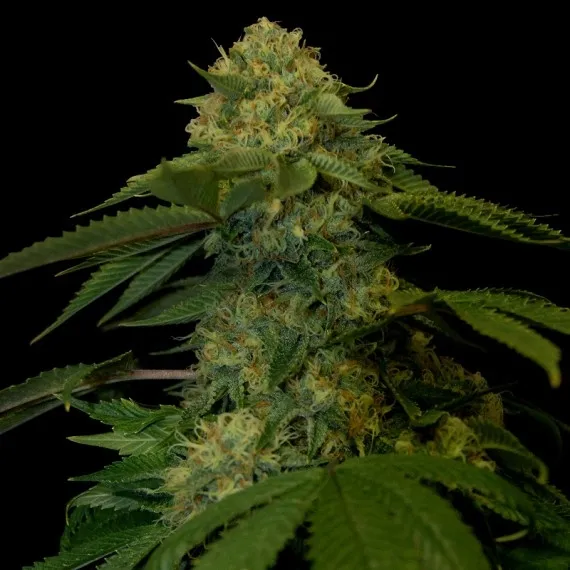 Holy Grail Kush — imagen 2