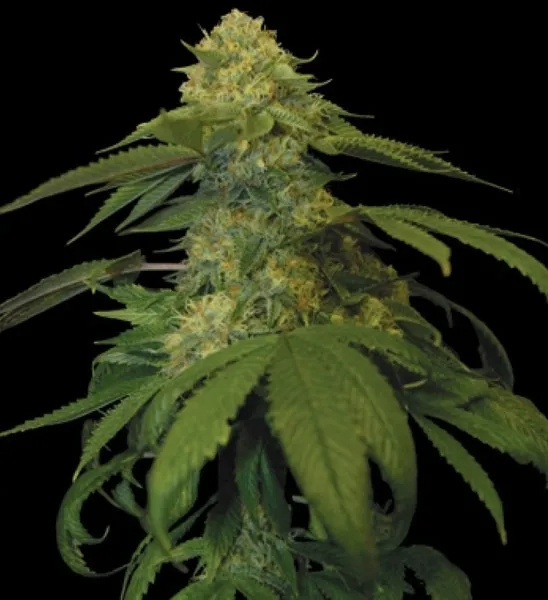 Holy Grail Kush — imagen 3
