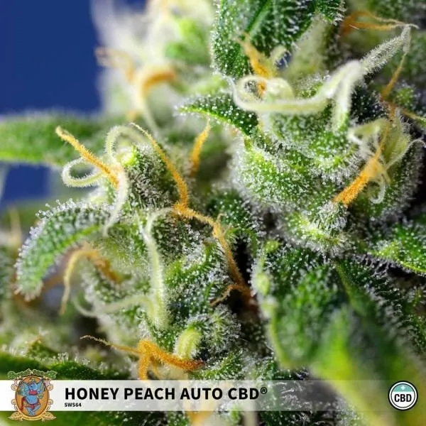 Honey Peach Auto CBD — imagen 2
