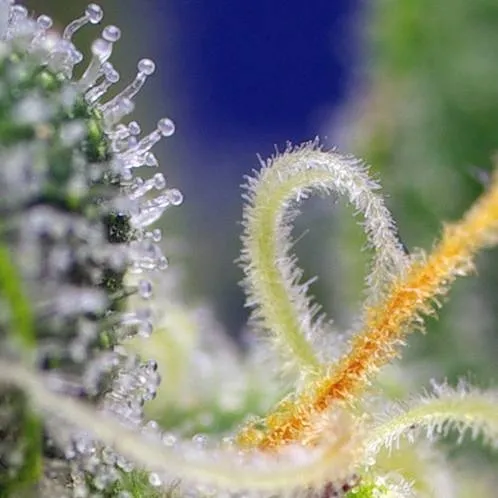 Honey Peach Auto CBD — imagen 3