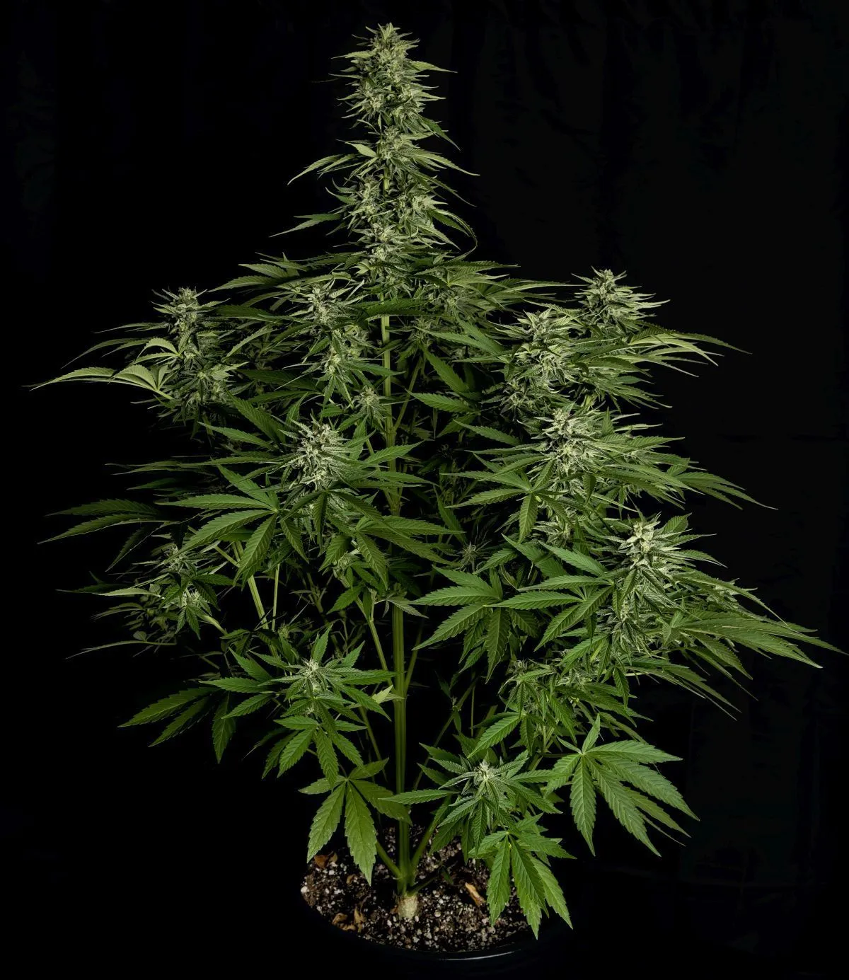 Hyperion F1 — imagen 3