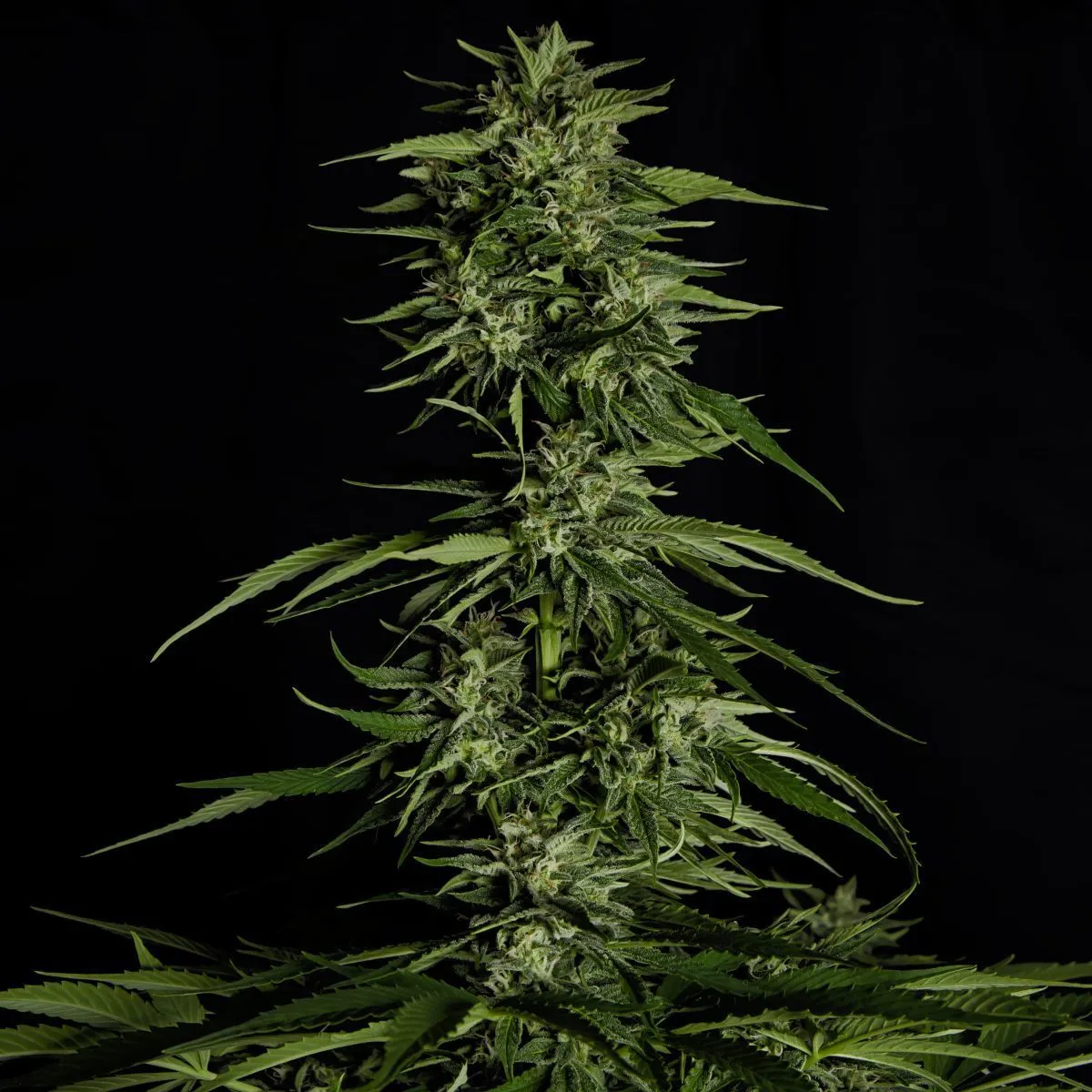 Hyperion F1 — imagen 4