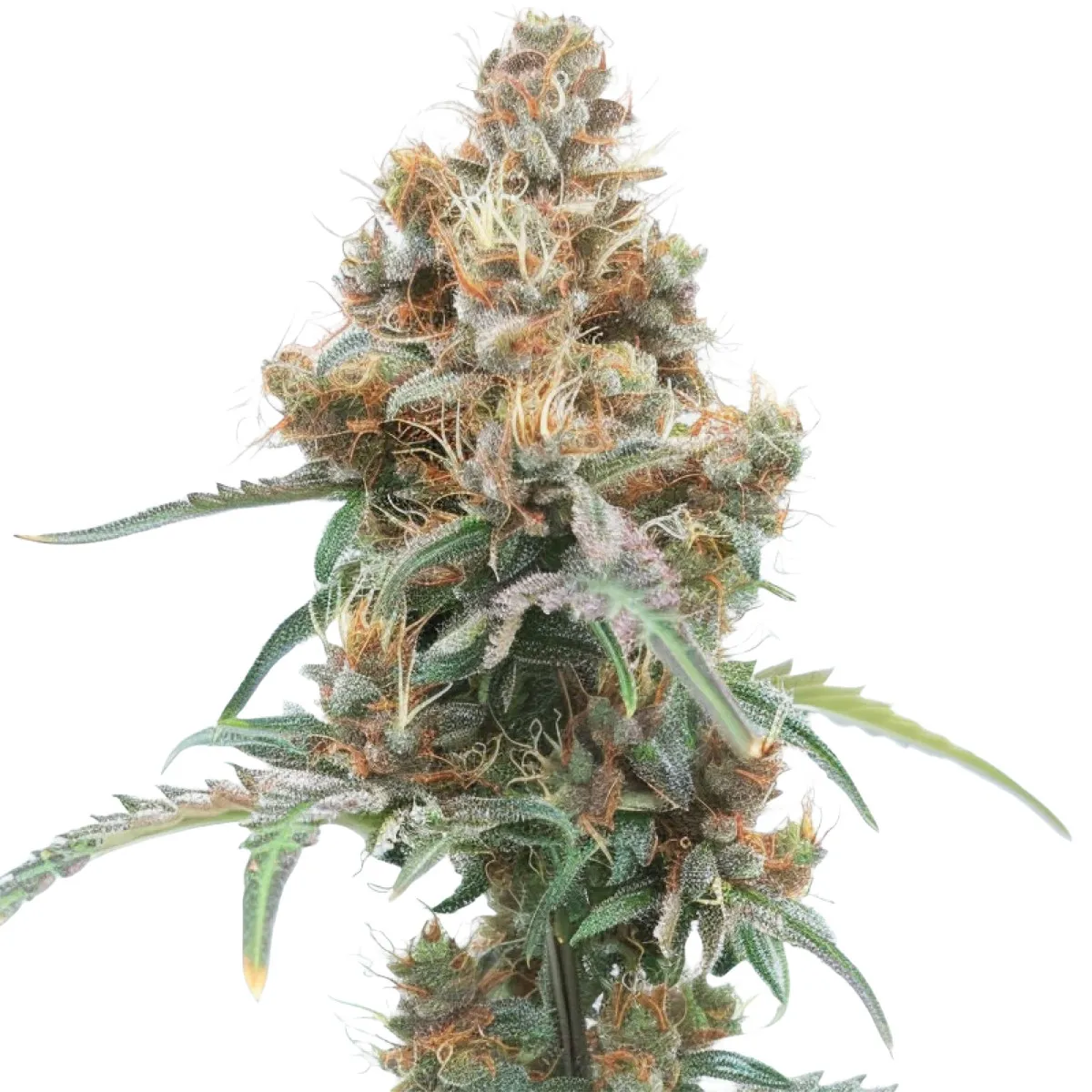 Ice Cream Cake Auto — imagen 2
