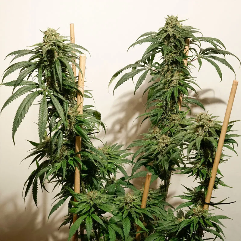 Ice Cream Haze — imagen 3