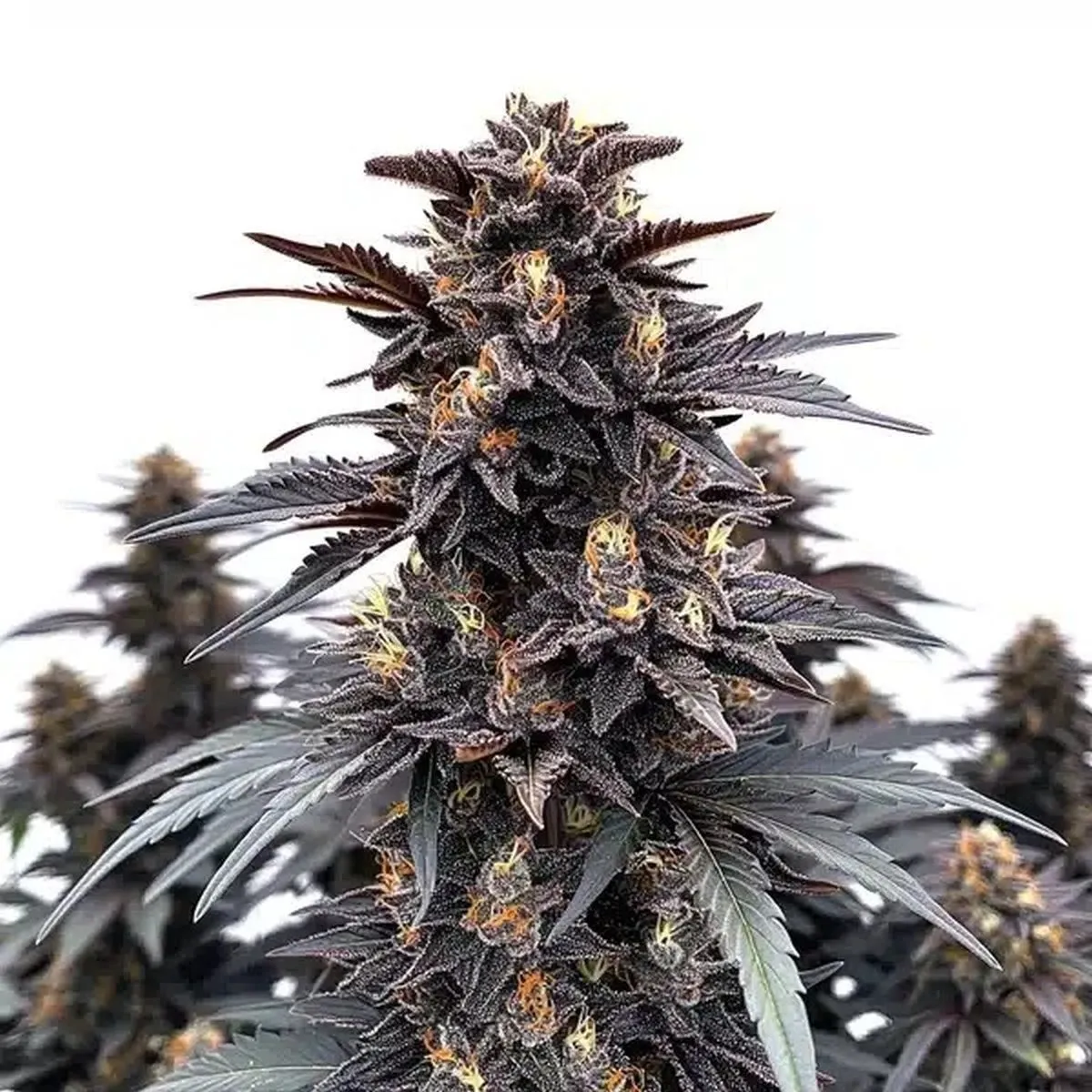 Indigo Sapphire — imagen 2