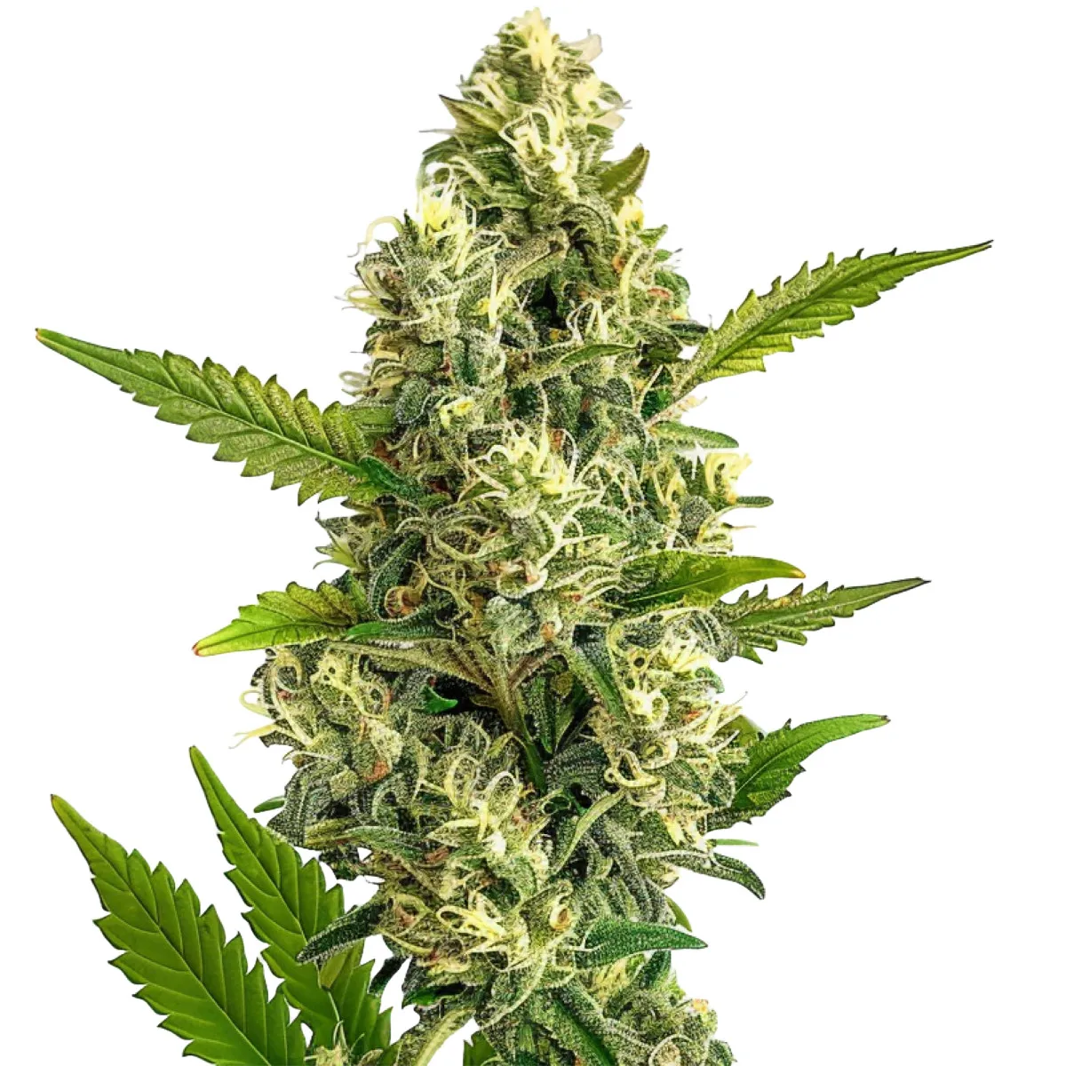 Jack Herer Auto — imagen 2