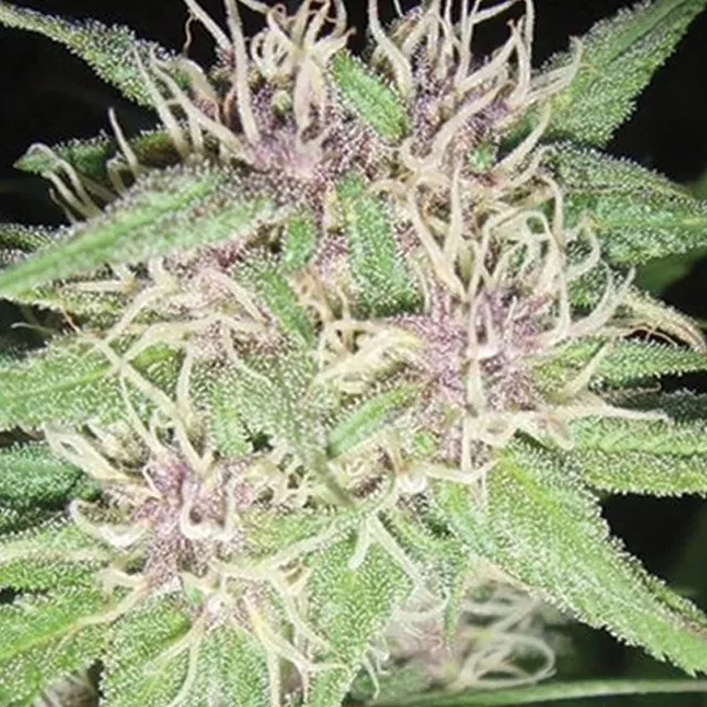 Jack Herer — imagen 2