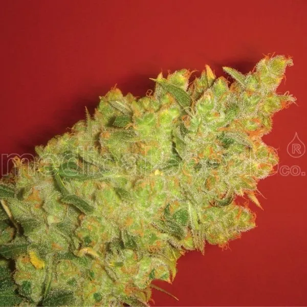 Jack La Mota — imagen 2