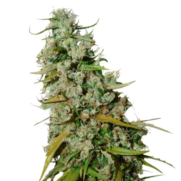 Kees’ Old School Haze — imagen 2