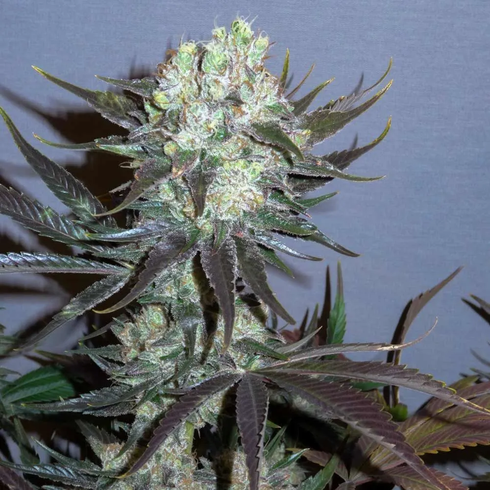Killer Glue — imagen 2