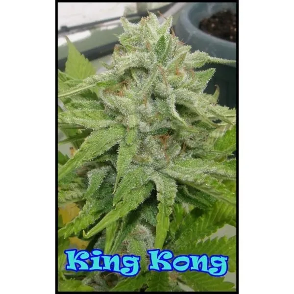King Kong — imagen 3