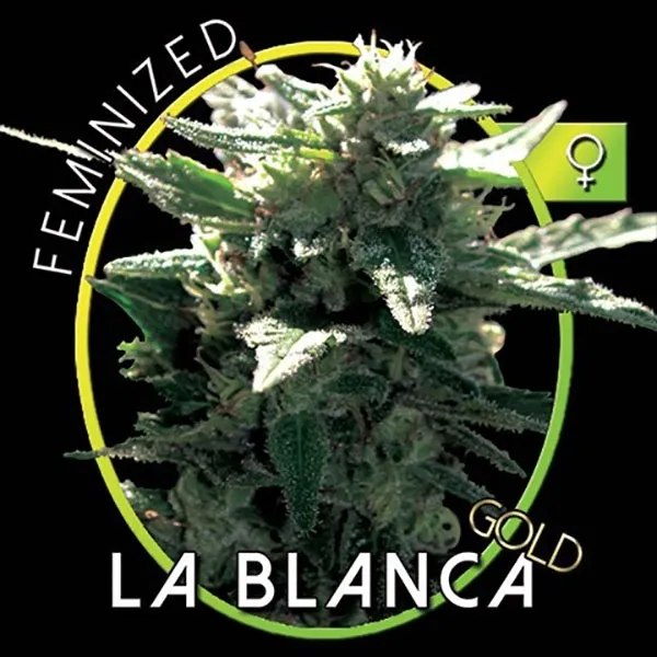La Blanca Gold — imagen 2