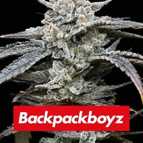 Lemon Cherry Gelato (Barney's Farm x Backpackboyz) — imagen 2