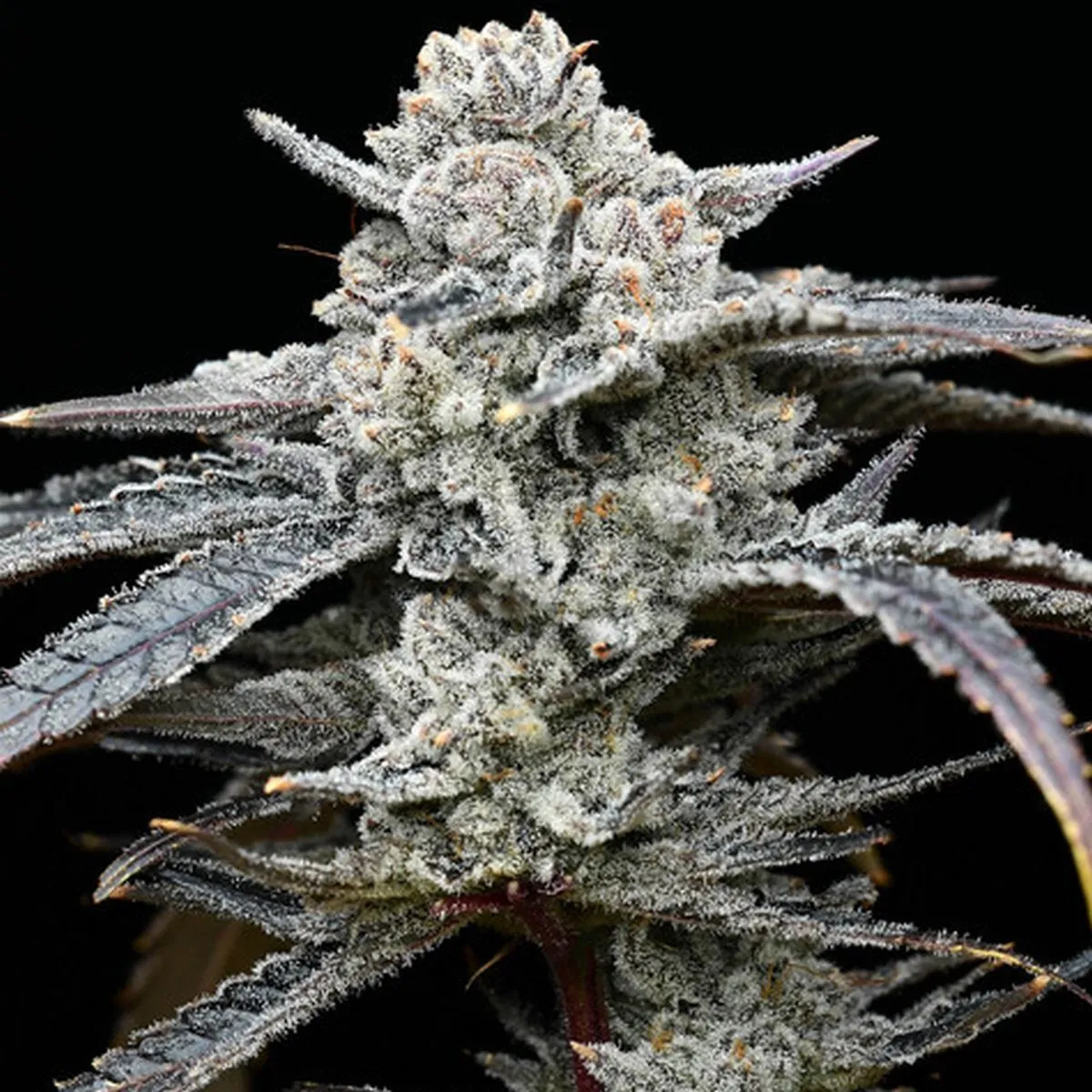 Lemon Cherry Gelato (Barney's Farm x Backpackboyz) — imagen 3