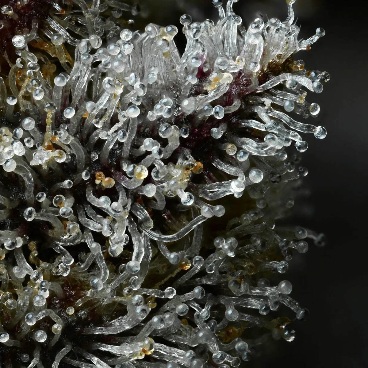 Lemon Cherry Gelato (Barney's Farm x Backpackboyz) — imagen 4