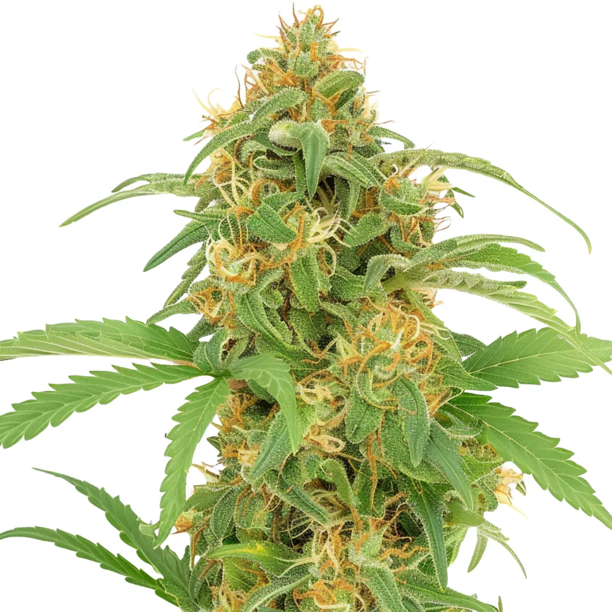 Lemon Haze Auto — imagen 2