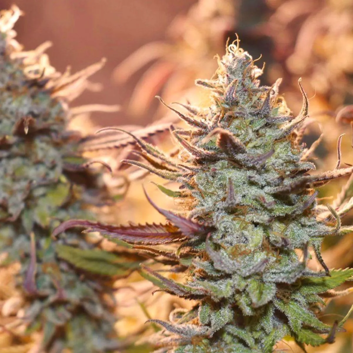 Lemon Z — imagen 2