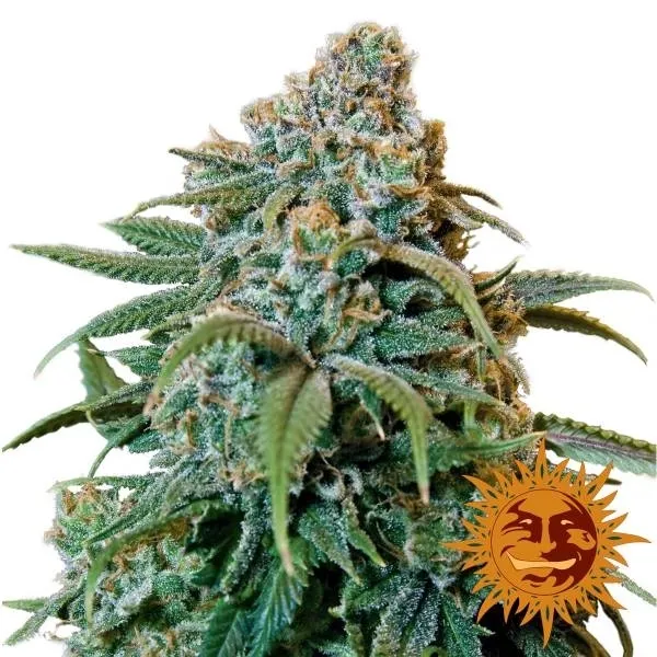 Liberty Haze — imagen 2