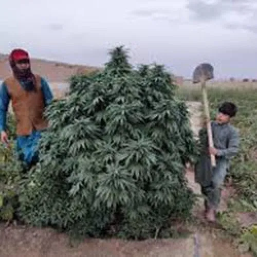 Logar — imagen 2