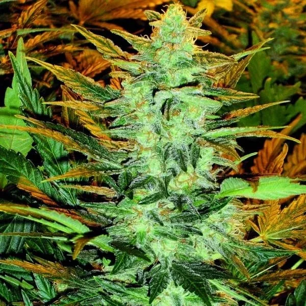 Lowryder #2 — imagen 2