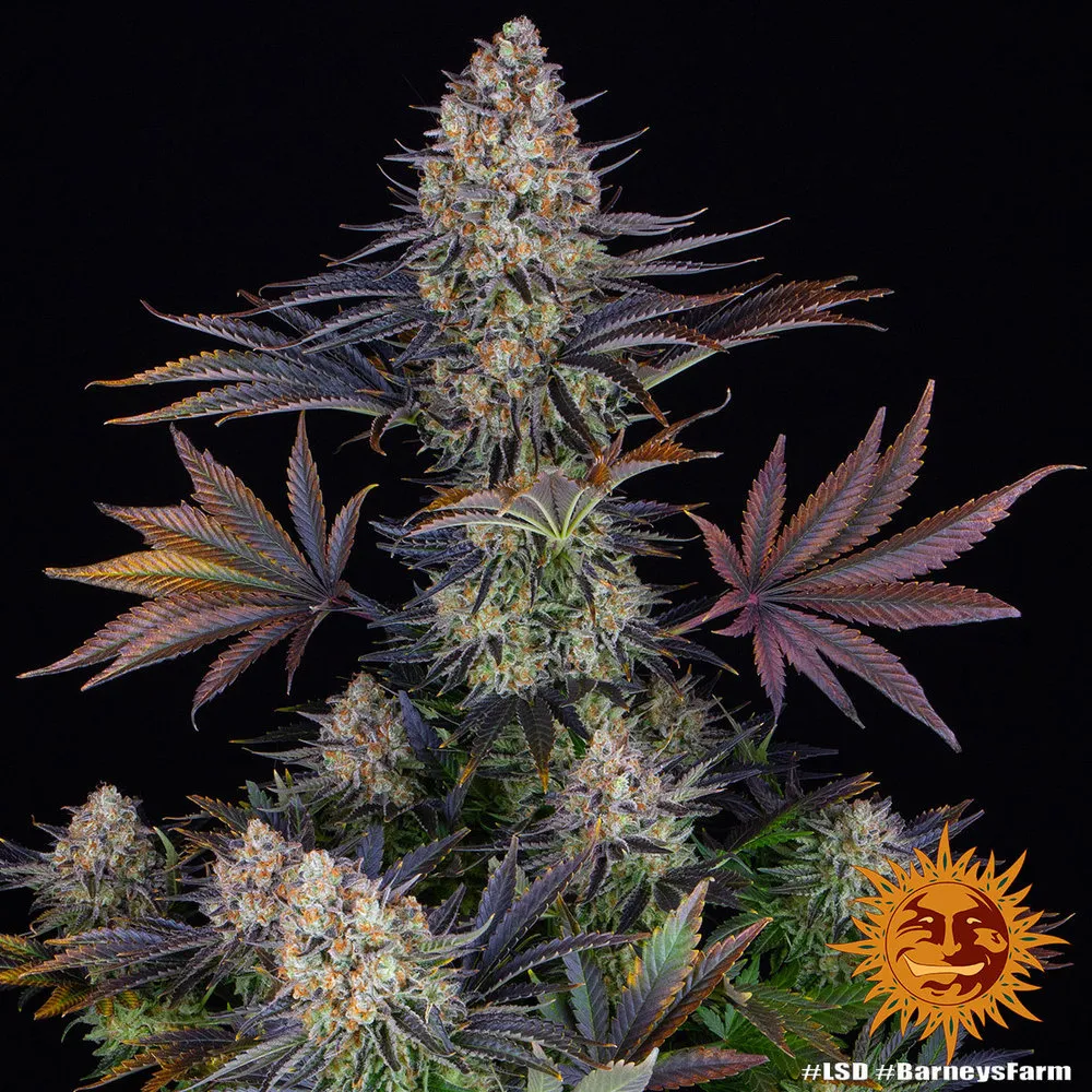 LSD — imagen 2