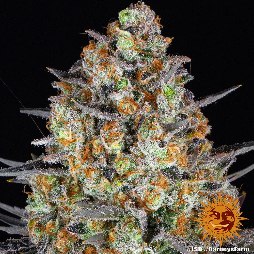 LSD — imagen 3