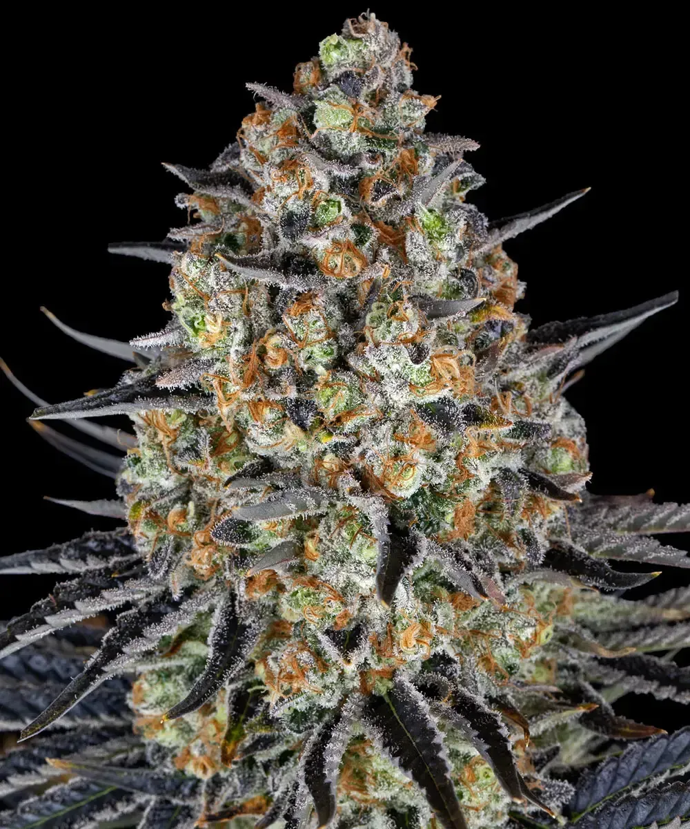 LSD — imagen 4