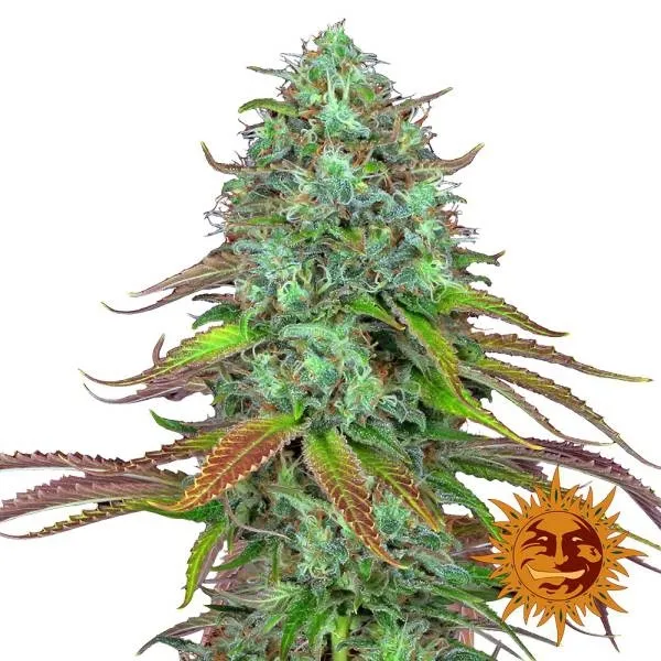 LSD Auto — imagen 2
