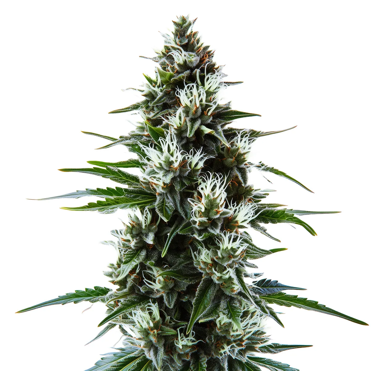 MAC 1 Auto — imagen 2