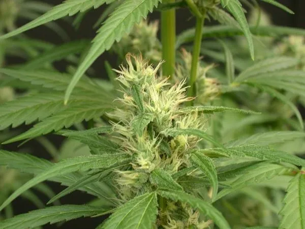 Mango Haze — imagen 2