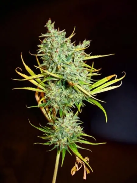 Mango Haze — imagen 3