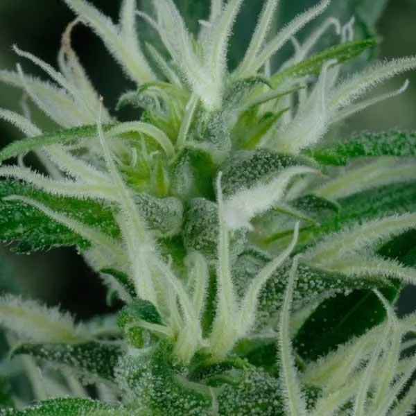 Mango Haze — imagen 2