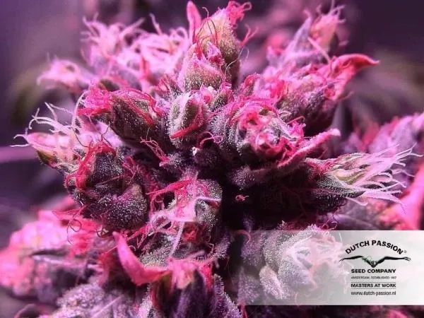 Master Kush — imagen 2