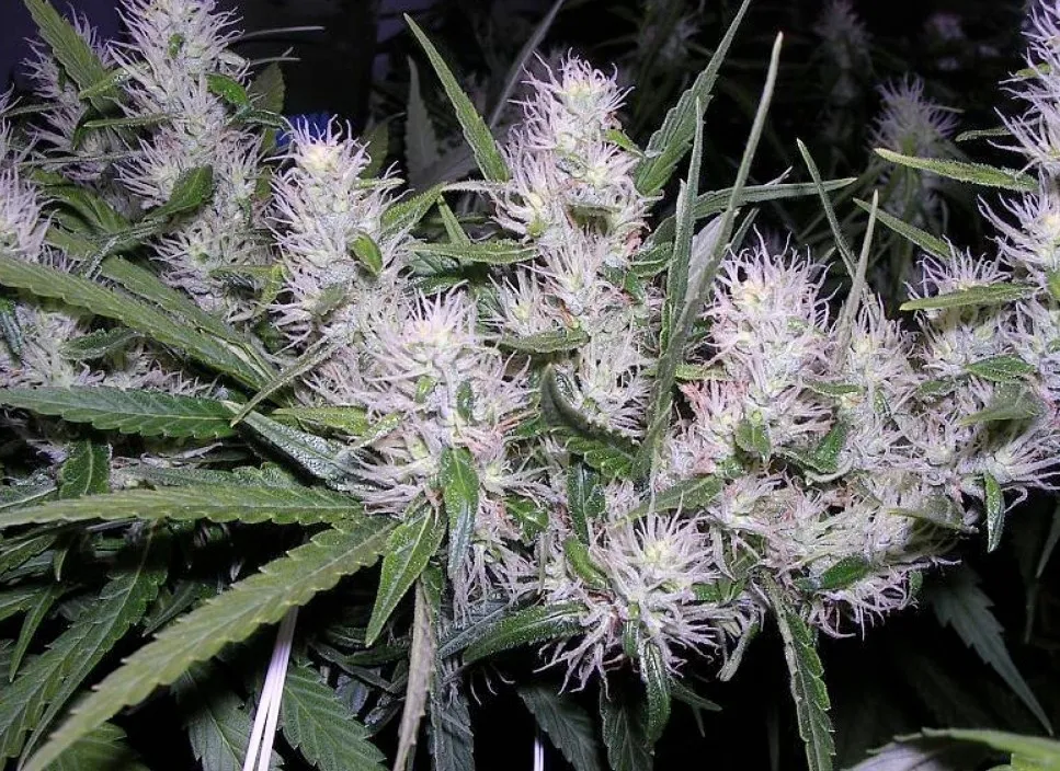 Master Kush — imagen 3