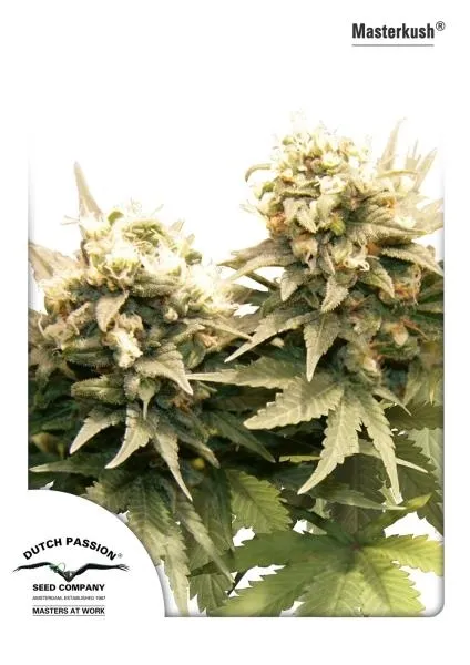 Master Kush — imagen 4