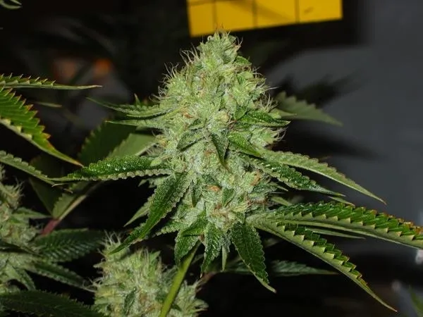 Medicine Man — imagen 2