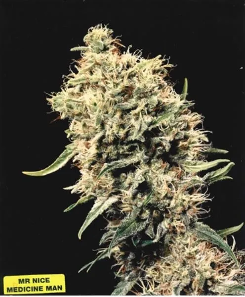 Medicine Man — imagen 3