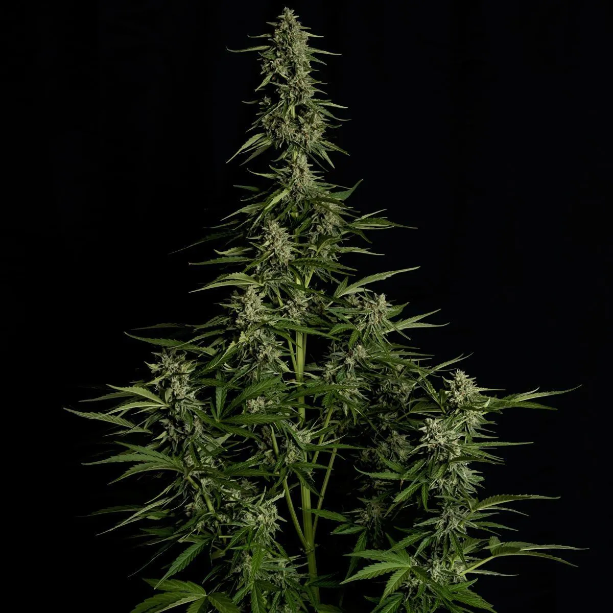 Medusa F1 — imagen 3