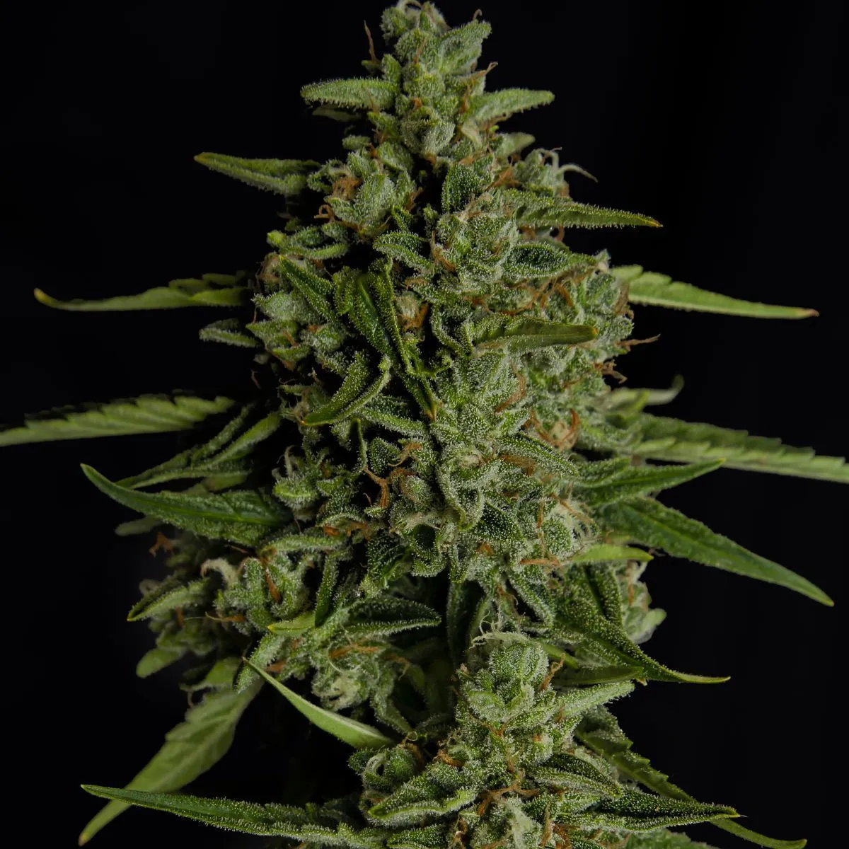 Medusa F1 — imagen 4