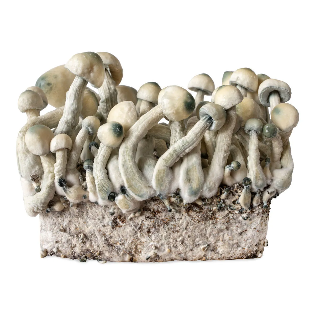 Jeringa de cultivo líquido Melmac Monster (Acid Shroomz) — imagen 3