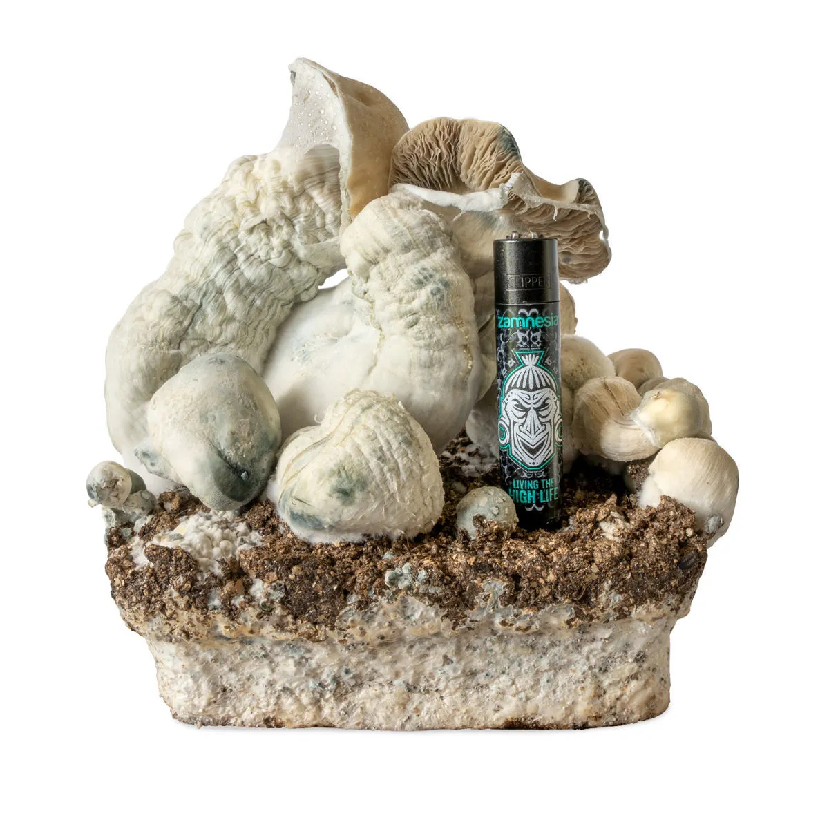 Jeringa de cultivo líquido Melmac Monster (Acid Shroomz) — imagen 4