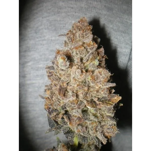Melon Gum — imagen 4