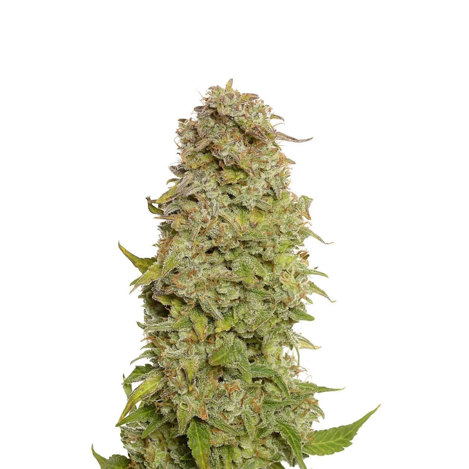Milkshake Kush Autoflower — imagen 2