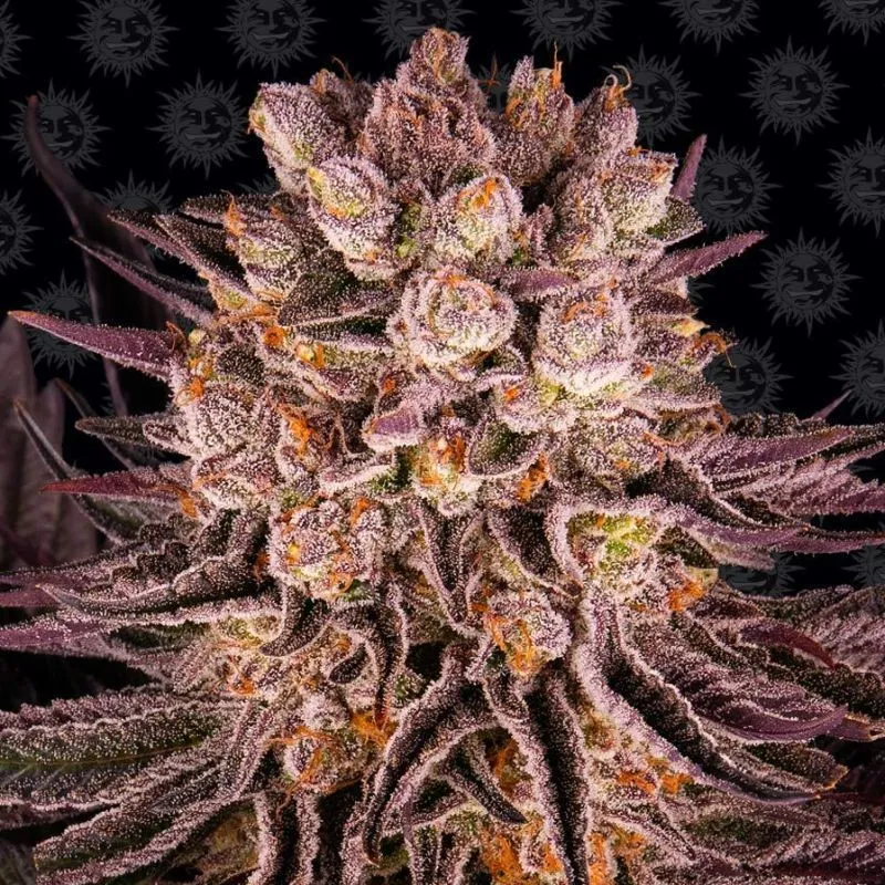 Mimosa x Orange Punch — imagen 2
