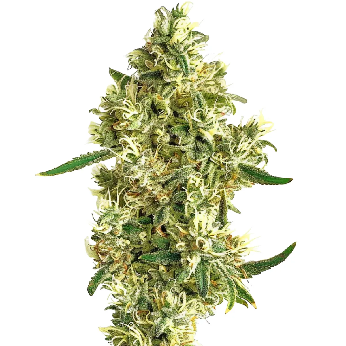Moby Dick Auto — imagen 2