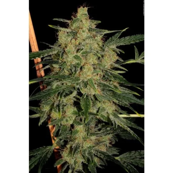 Nebula II CBD — imagen 2