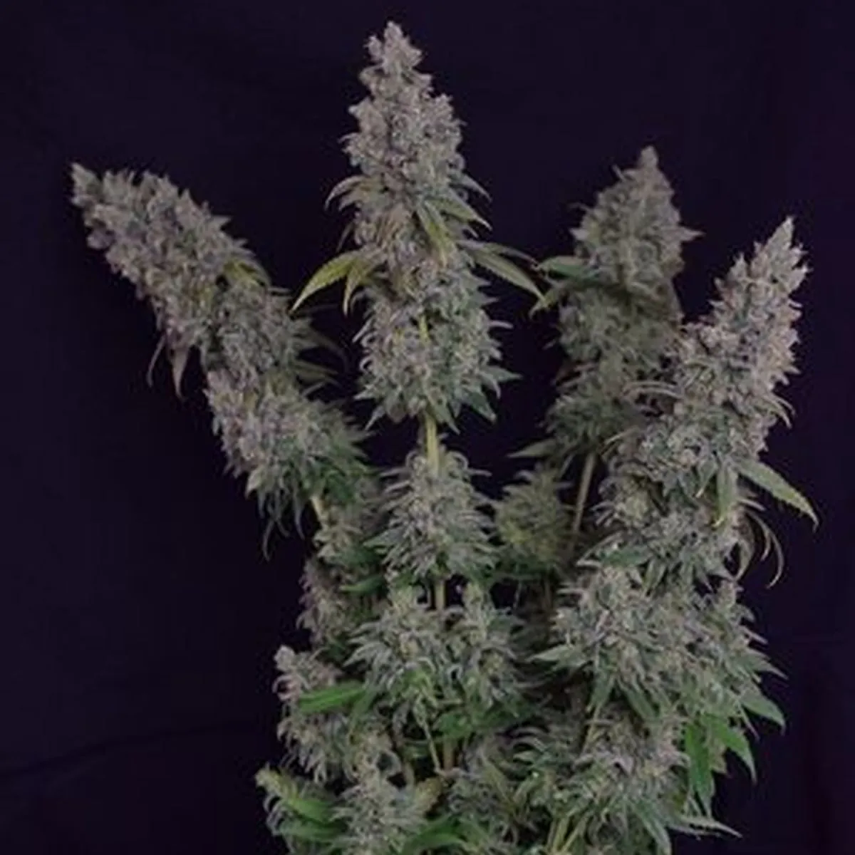 Octane Fire — imagen 2