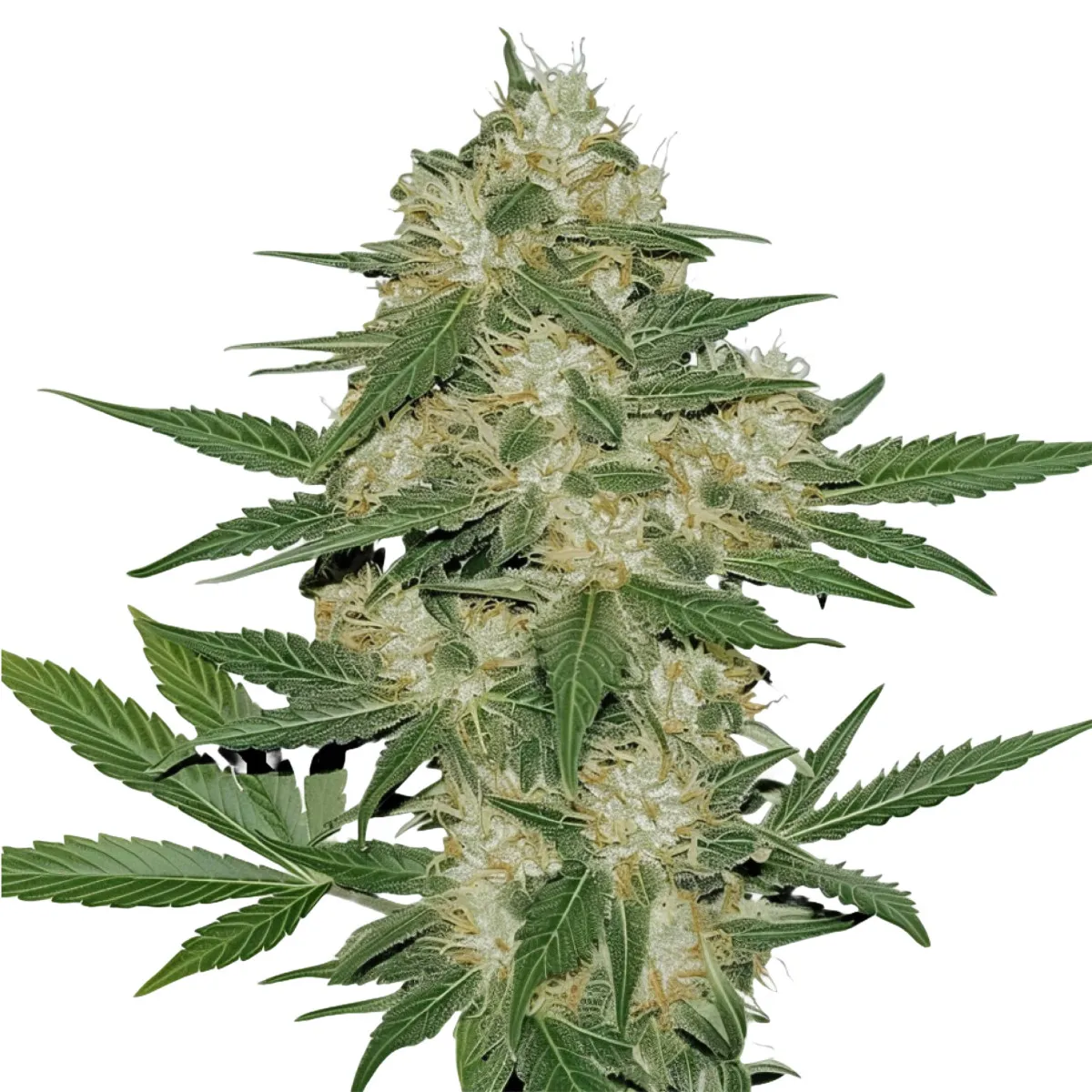 OG Kush Auto — imagen 2
